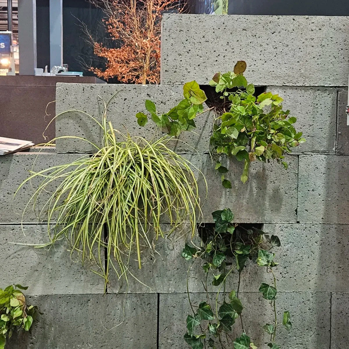 Schellevis Oudhollands Groenwand beplanting 20x20x100cm Grijs