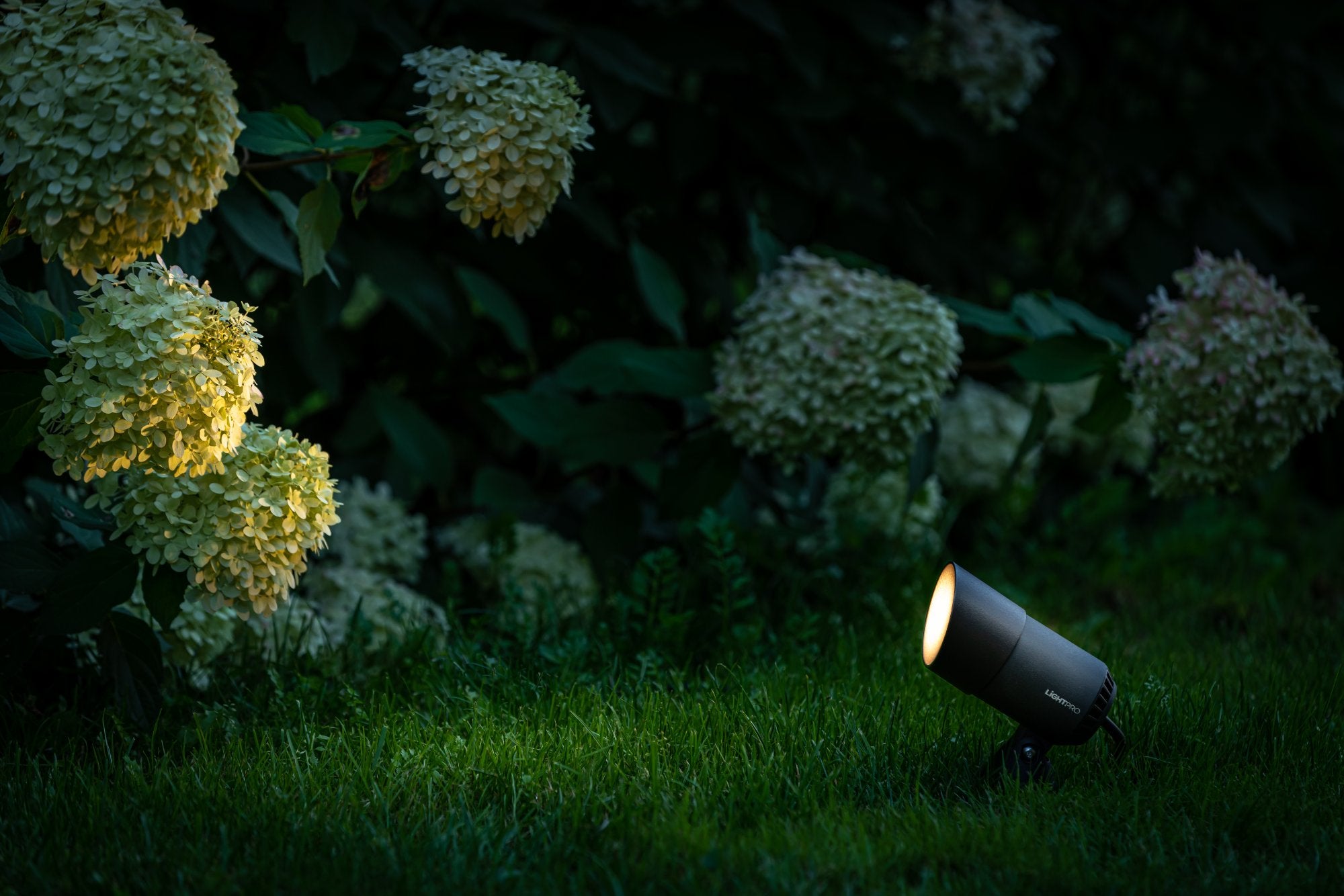 Een Lightpro tuinspot verlicht siergrassen in een avondtuin