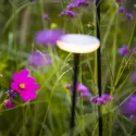 In-Lite Sway Tube Low 60cm Solitary