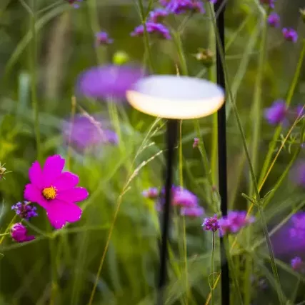 In-Lite Sway Tube Low 60cm Solitary